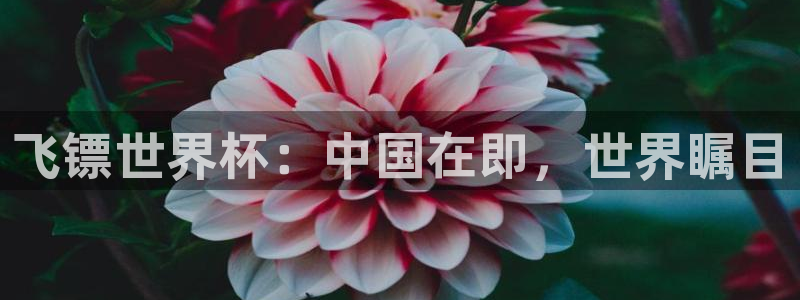 2026年世界杯直播平台:飞镖世界杯:中国在即,世界瞩目
